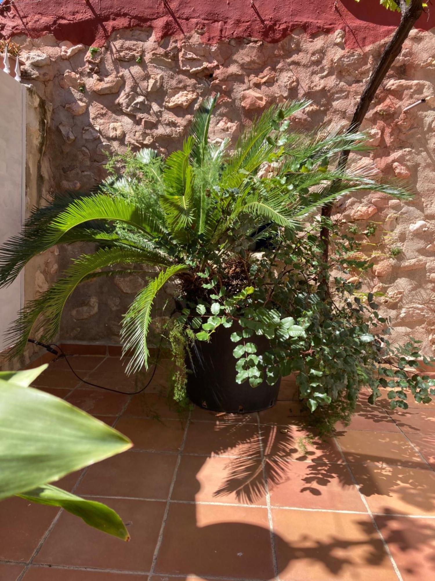 Casa Gallinera Benissiva Exteriér fotografie
